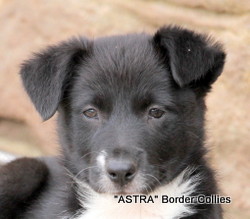 Black and white, Female, medium coated, border collie puppy